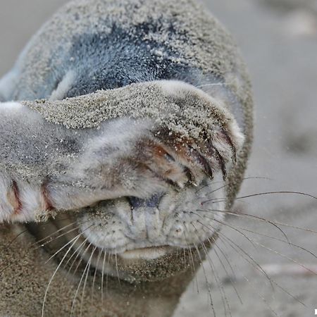 Ferienhaus Geniessen Am Meer Mit Wellnesszugang Egmond aan Zee Esterno foto
